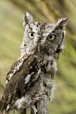 Batı screech baykuş