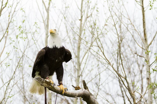 Bald eagle — Stock Photo, Image