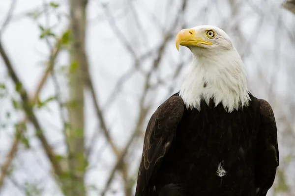 Aquila calva — Foto Stock