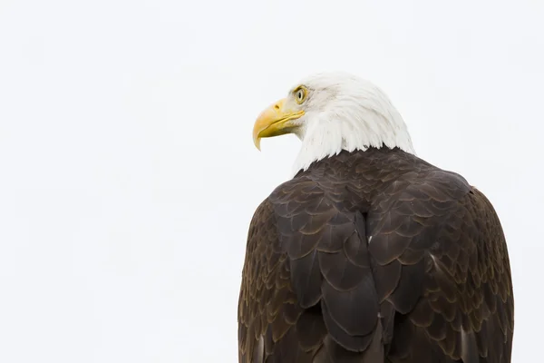 Kel Kartal — Stok fotoğraf