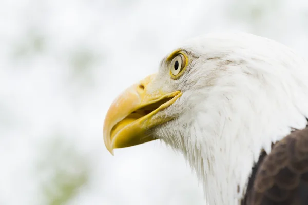 Kel Kartal — Stok fotoğraf