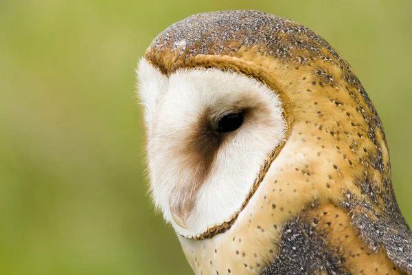 Barn owl — Stock Photo, Image