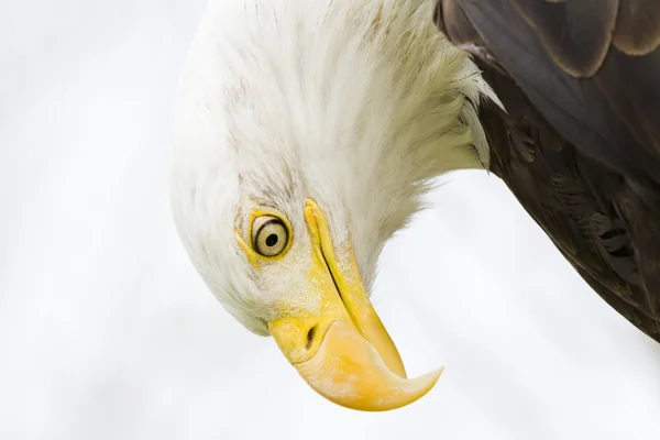 Білоголовий орлан — стокове фото