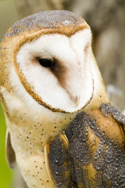 Barn owl — Stock Photo, Image