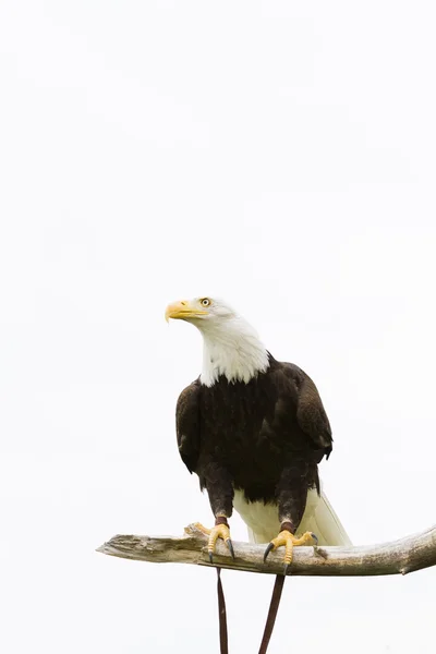 Bald eagle — Stock Photo, Image