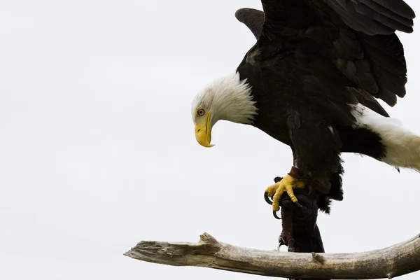 Kel Kartal — Stok fotoğraf