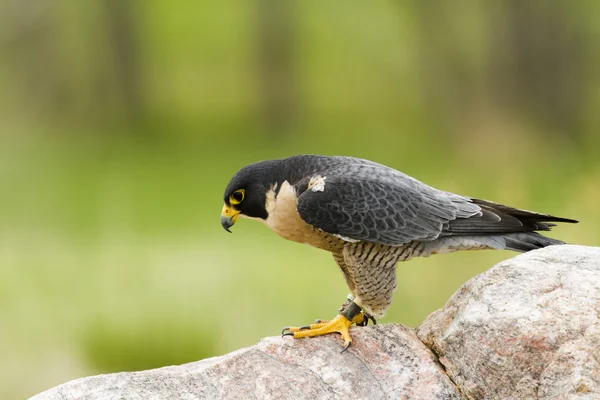 Halcón peregrino — Foto de Stock