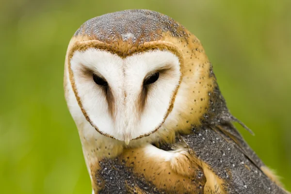 Barn owl — Stock Photo, Image