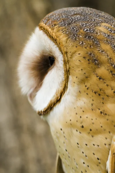 Gråuggla Stockfoto