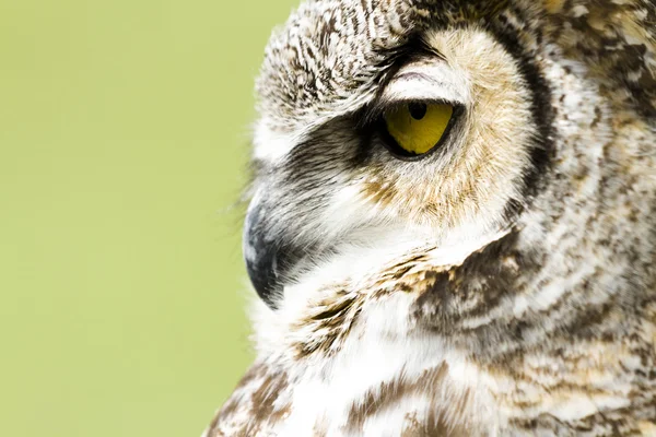 Great Horned Owl — Stockfoto