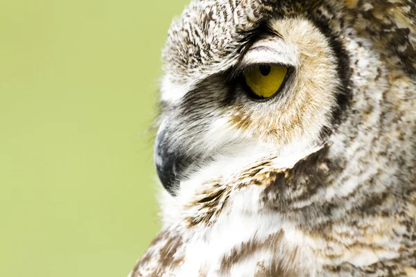 Great Horned Owl — Stock Photo, Image