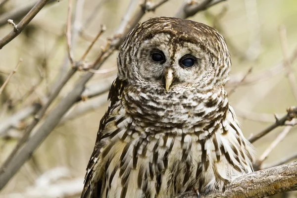 Barred Owl — Stock Photo, Image