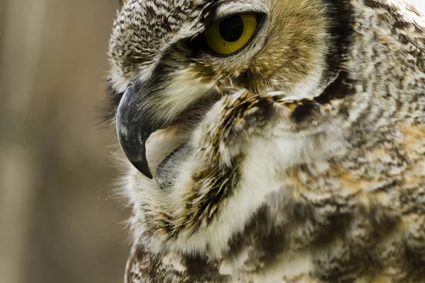 Great Horned Owl — Stockfoto