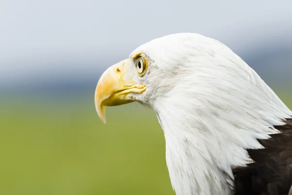 Weißkopfadler — Stockfoto