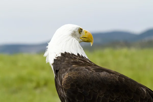 Kungsörn — Stockfoto