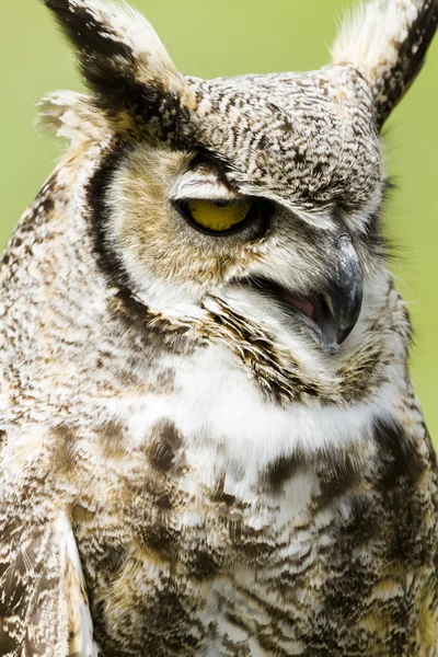 Great Horned Owl — Stock Photo, Image