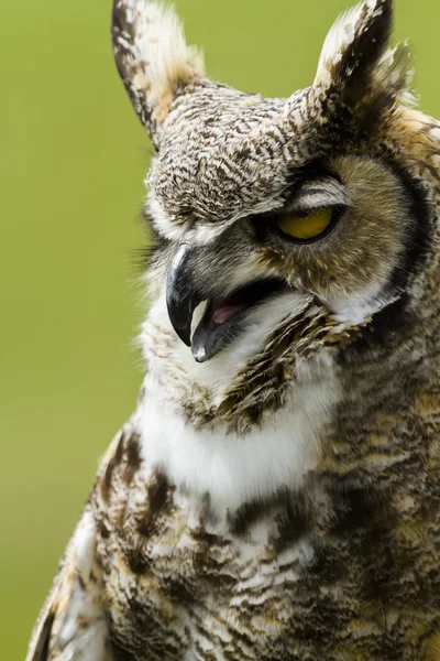 Great Horned Owl — Stock Photo, Image