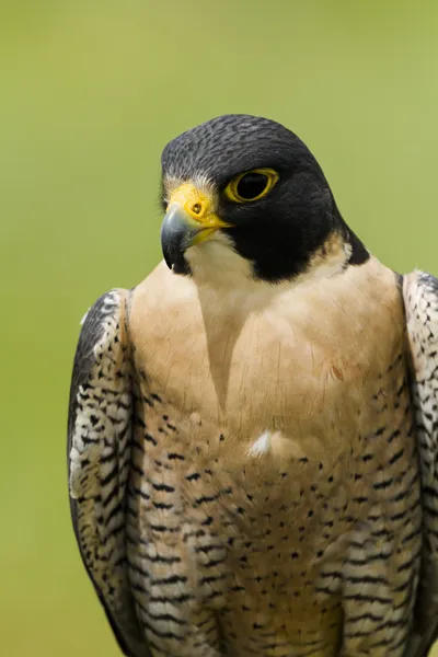 Halcón peregrino — Foto de Stock