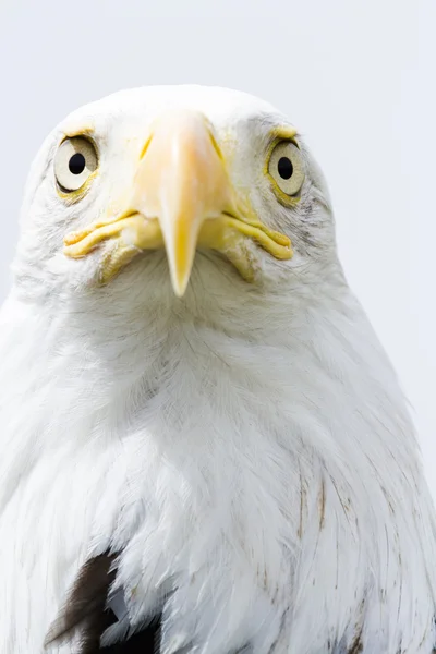 Orel bělohlavý — Stock fotografie