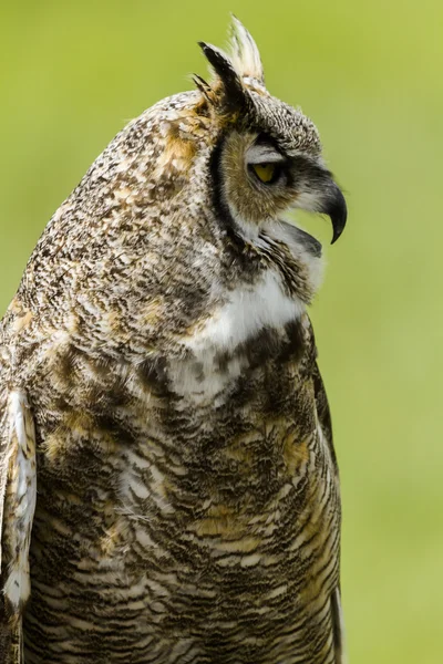 Great Horned Owl — Stockfoto