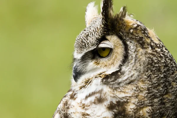 Great Horned Owl — Stockfoto