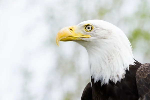 Bald eagle Stock Image