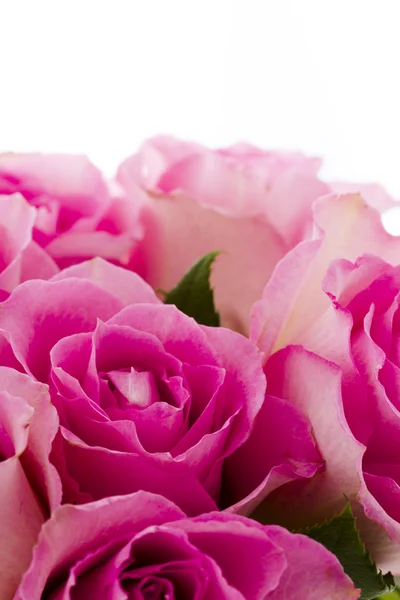 Pink roses — Stock Photo, Image