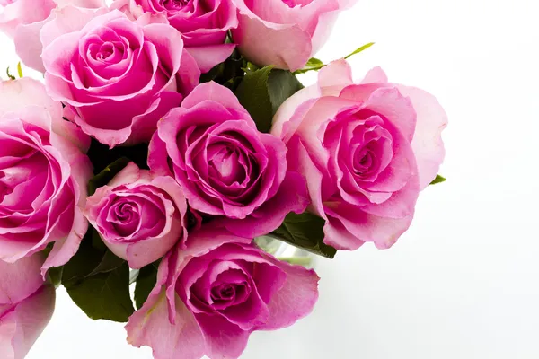 Pink roses — Stock Photo, Image