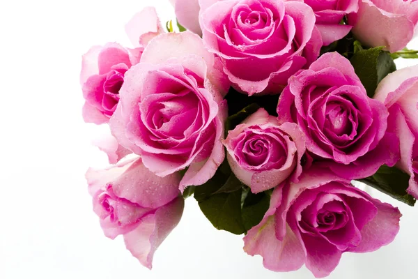 Pink roses — Stock Photo, Image