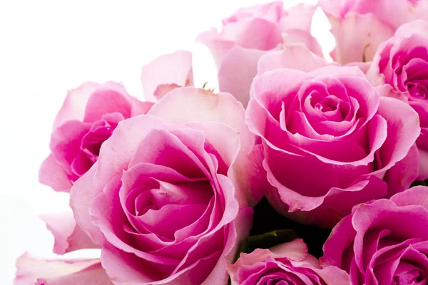 Pink roses Stock Photo