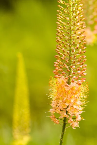 Flores — Fotografia de Stock