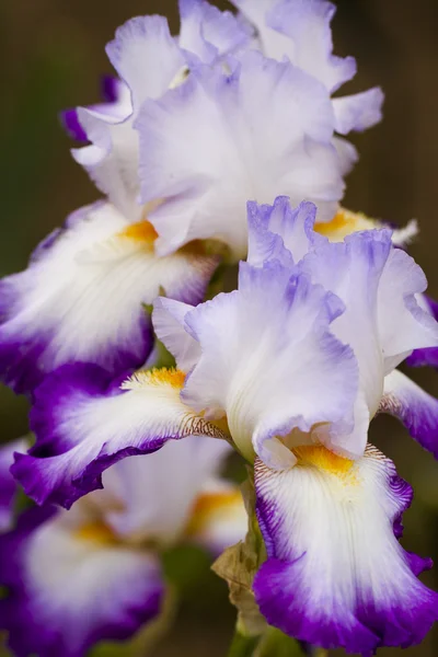 Flowers — Stock Photo, Image