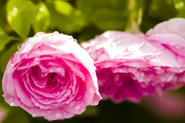 Flores — Foto de Stock