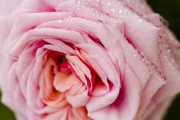 Flowers — Stock Photo, Image