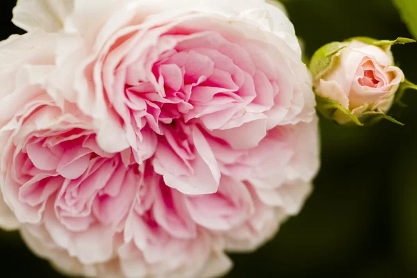 Flowers — Stock Photo, Image