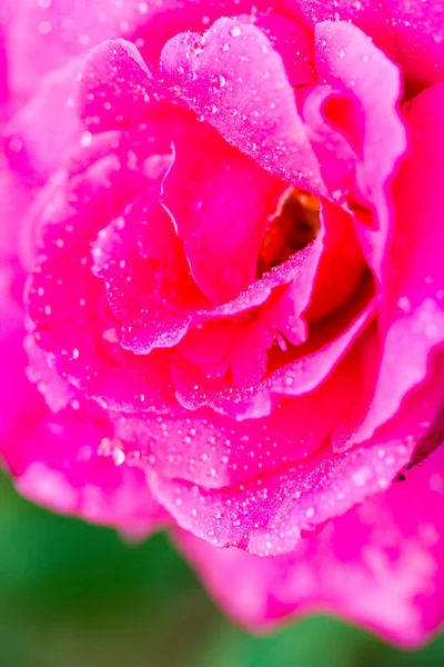 Rose ! — Photo