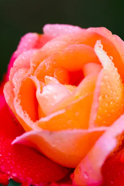Rose ! — Photo