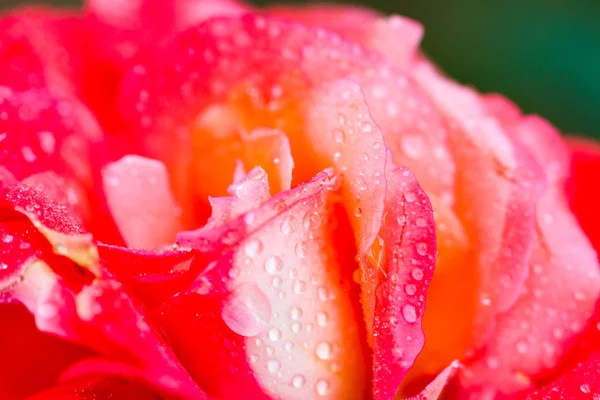 Rose — Stock Photo, Image