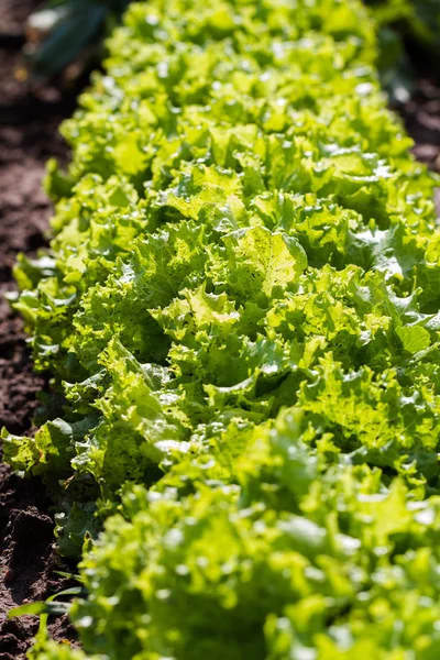 Urban Garden — Stock Photo, Image