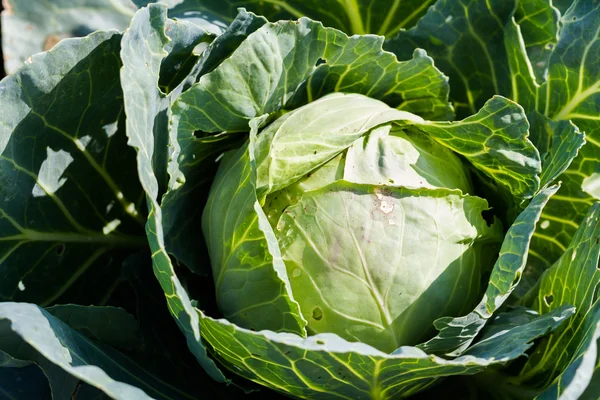 Urban Garden — Stock Photo, Image