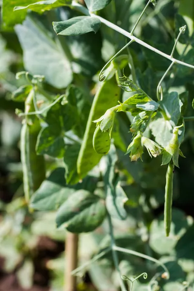 Urban Garden — Stock Photo, Image