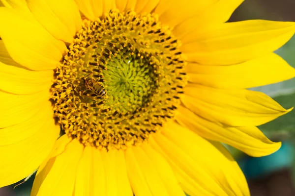 Städtischer Garten — Stockfoto