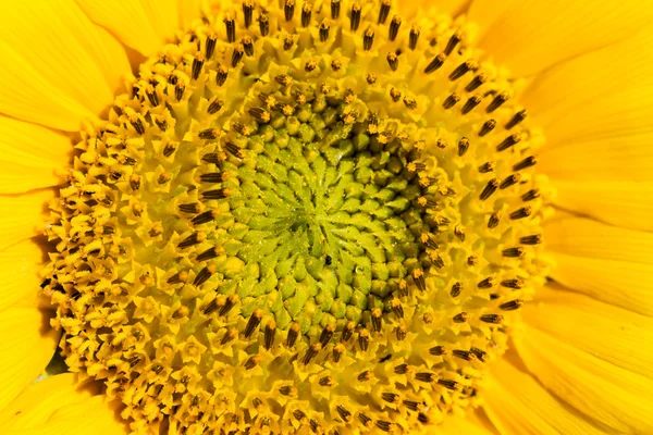 Städtischer Garten — Stockfoto