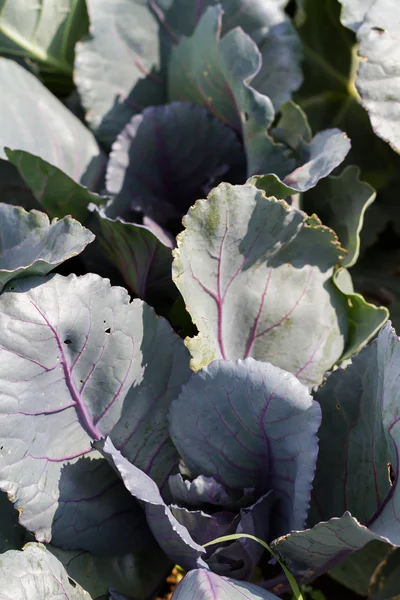 Urban Garden — Stock Photo, Image