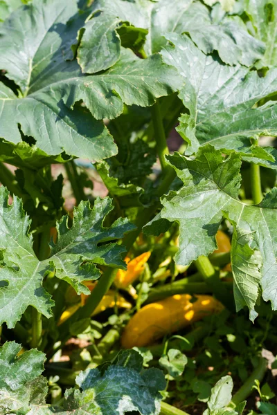 Städtischer Garten — Stockfoto