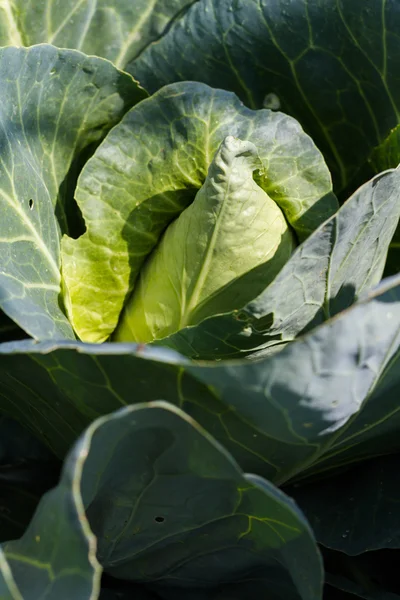 Urban Garden — Stock Photo, Image