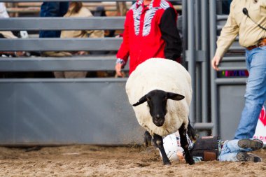 Rodeo