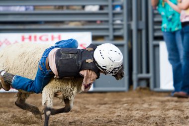 Rodeo