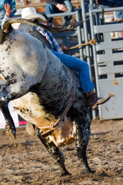 Rodeo