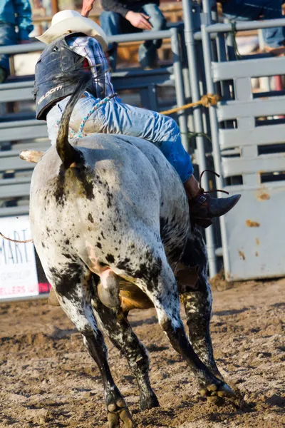 Rodeo Ordförande — Stockfoto